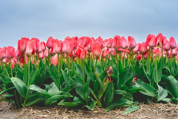 Quel est le coût moyen d'un remplacement de fenêtre ?